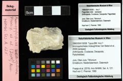Foto (Objekt + Etiketten) von Ammopylocheles mclaughlinae (Van Bakel et al., 2008) 